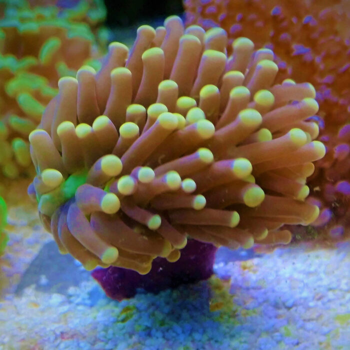 Euphylia glabrescens
