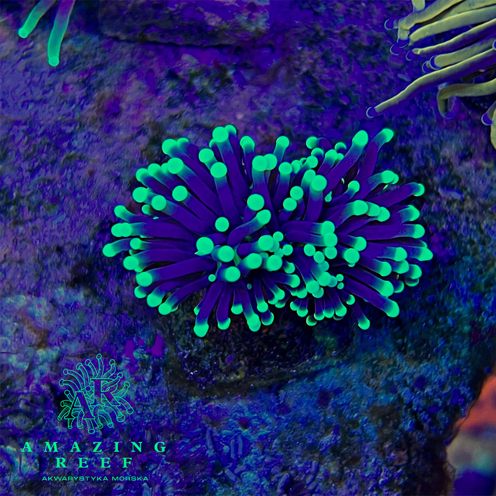 Euphyllia glabrescens blue