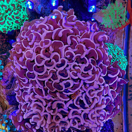 Euphyllia Ancora