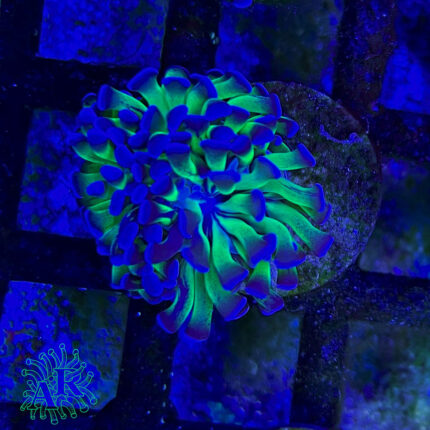 Euphyllia paraancora Blue/Green