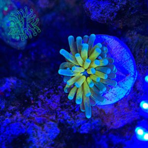 Euphyllia TIGER-22