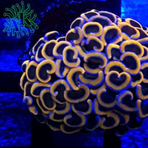 Euphyllia Ancora Old Gold