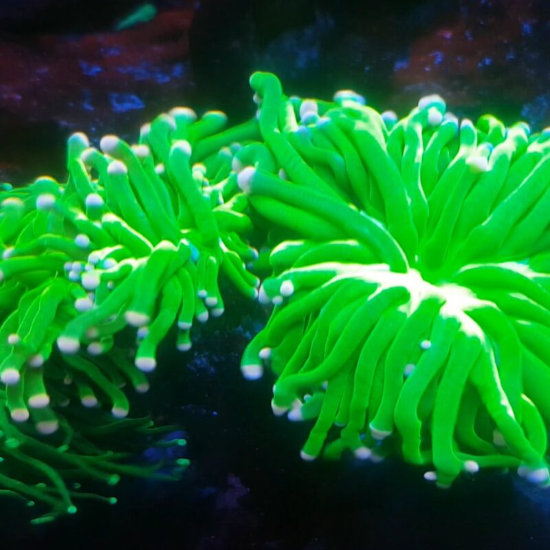 Euphyllia glabrescens Toxic Green 1
