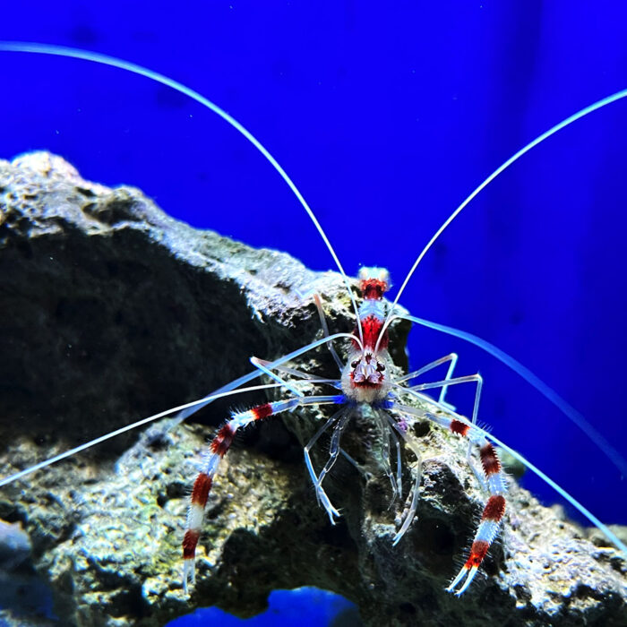 Krewetka boxująca Stenopus hispidus