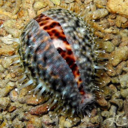 Cypraea Tigris