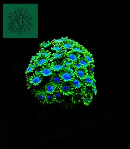 Goniopora Yellow/Blue
