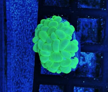 Plerogyra Green Fluo