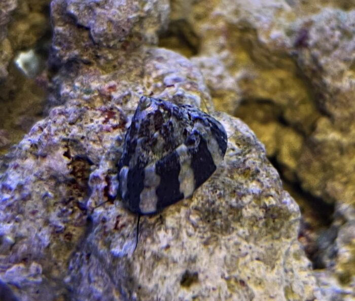 Trochus Spp.