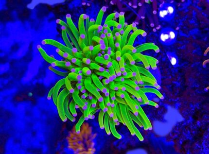 Euphyllia Glabrescens Toxic Green