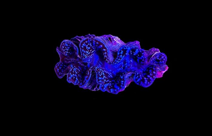 Tridacna Spp.