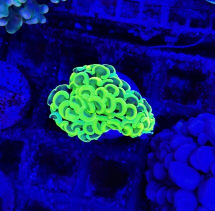 Euphyllia Ancora Yellow