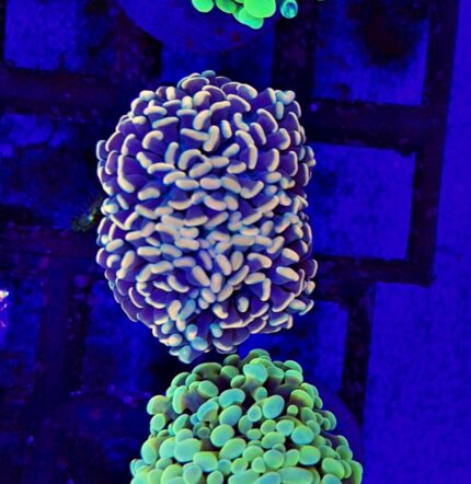 Euphyllia Paraancora Gold