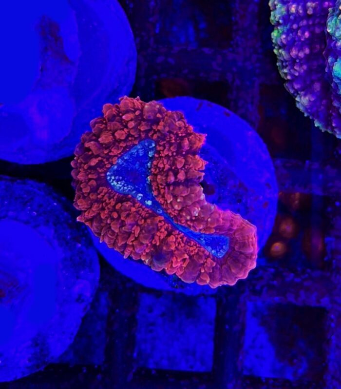 Lobophyllia RED