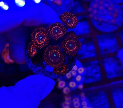 Zoanthus Illuminti