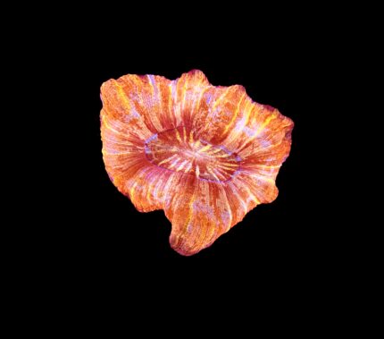 Trachyphyllia Spp. Orange Sunset