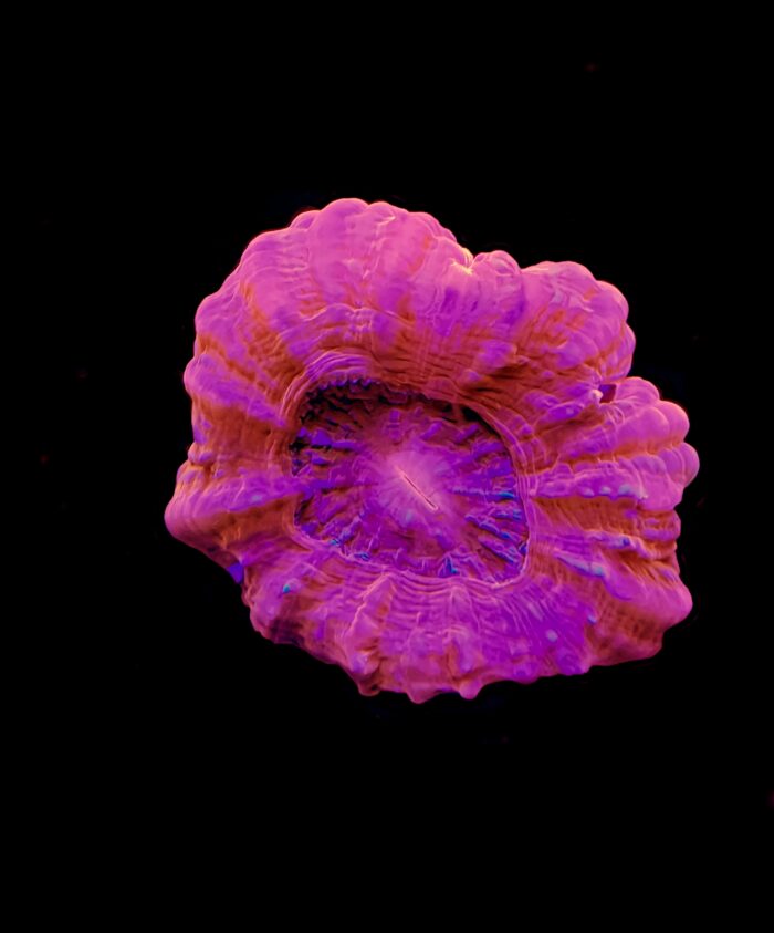 Cynarina Red
