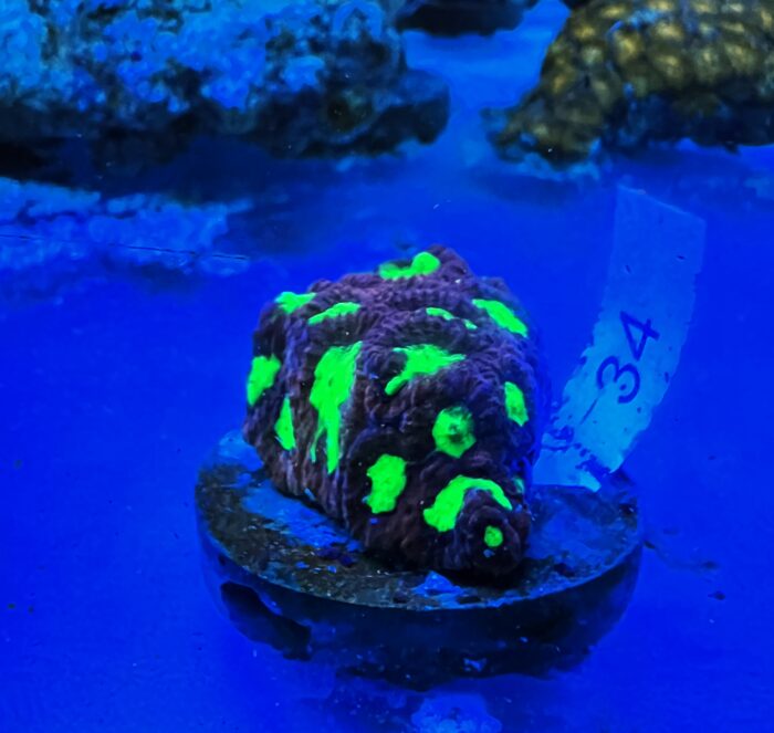 Favia Spp.