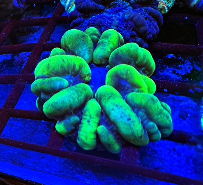 Cynarina Spp. GREEN
