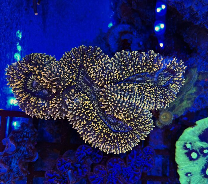 Lobophyllia GOLD XXL