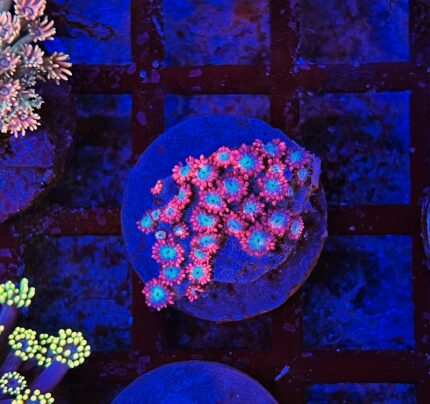 Goniopora RED , White Eyes