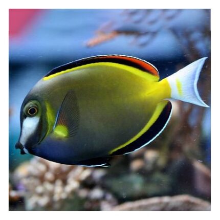 Acanthurus Japonicus