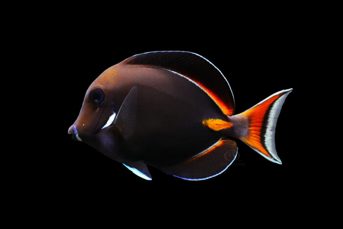 Acanthurus Achilles