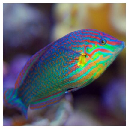 Halichoeres melanurus