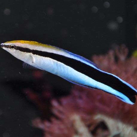 Labroides dimidiatus