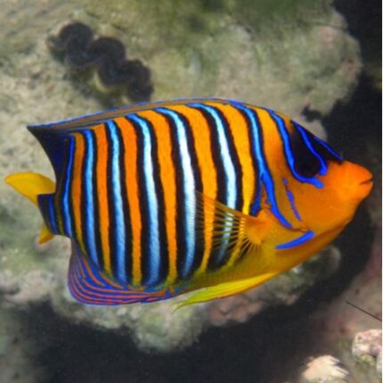 Pygoplites diacanthus M
