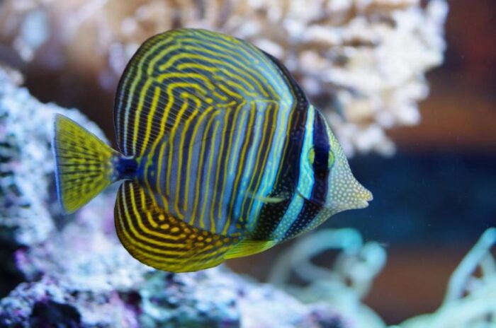 Zebrasoma Desjardini