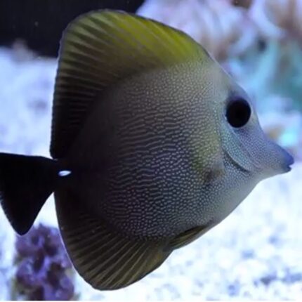 Zebrasoma Scopas