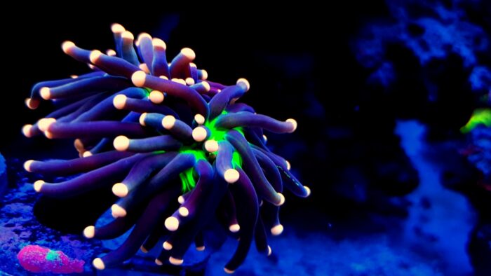 Euphyllia Glabrescens JOKER