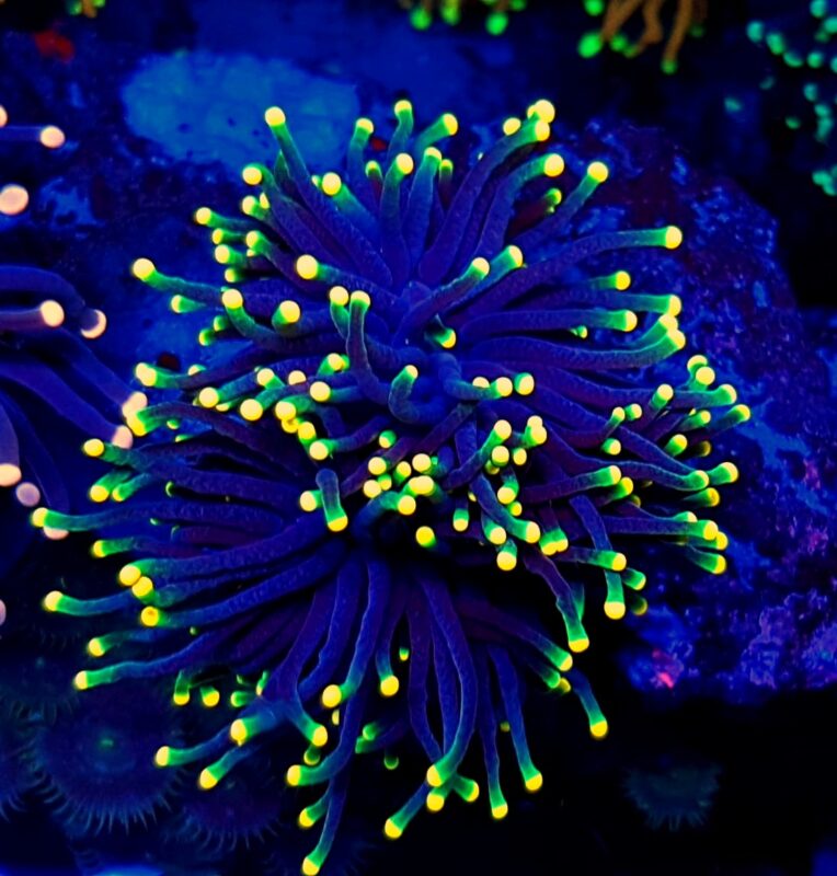 Euphyllia Glabrescens RASTA