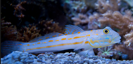 Valenciennea puellaris