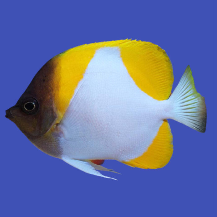 Hemitaurichthys polylepis M