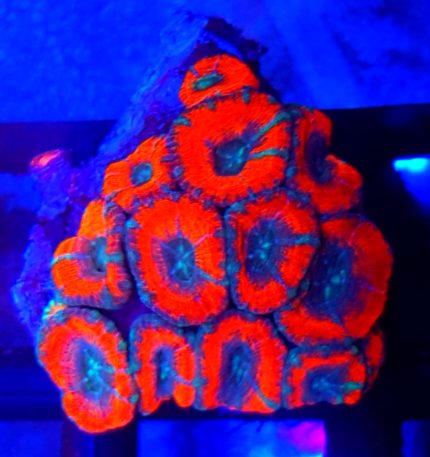 Acanthastrea Red/Blue