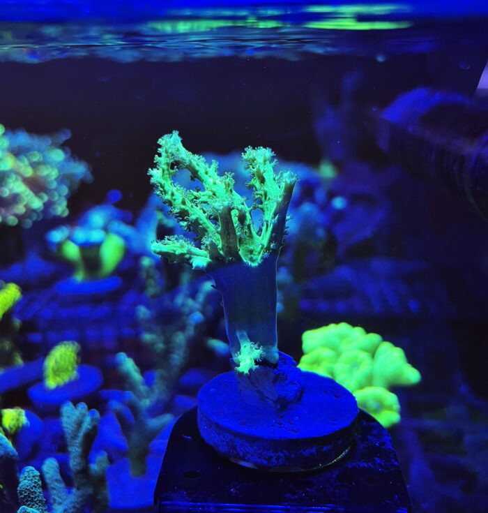 Sinularia Green Fluo