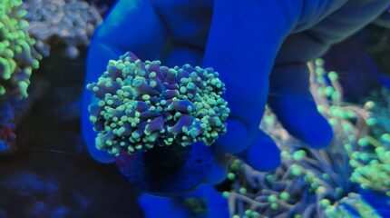 Euphyllia yaeyamaensis Spp.