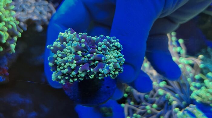 Euphyllia yaeyamaensis Spp.