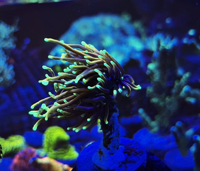 Euphyllia glabrescens Dragon Soul 2 głowy