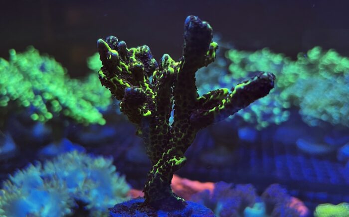 Montipora Neon Spongodes