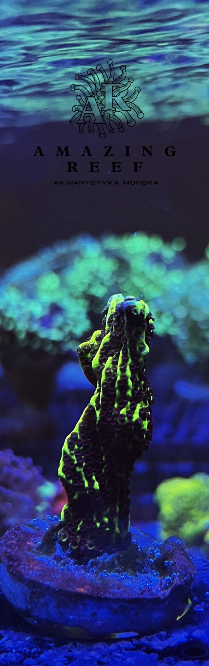 Montipora Neon Spongodes