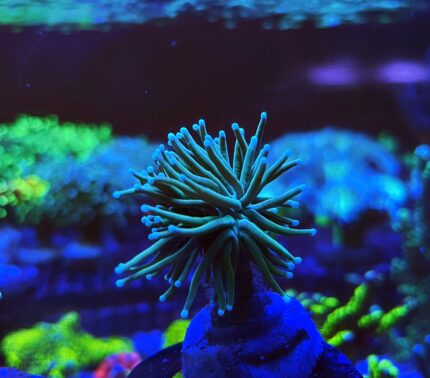 Euphyllia Glabrescens Spp.