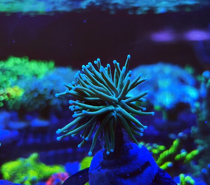 Euphyllia Glabrescens Spp.