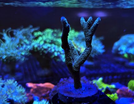 Montipora Stalowa