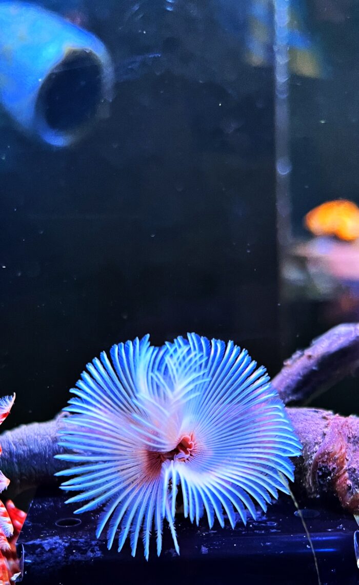 Sabellastarte Spp.