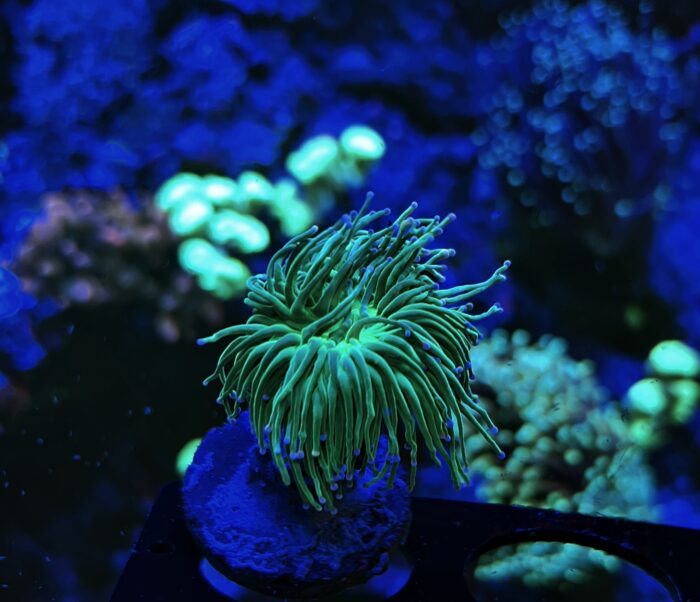 Euphyllia Glabrescens GREEN