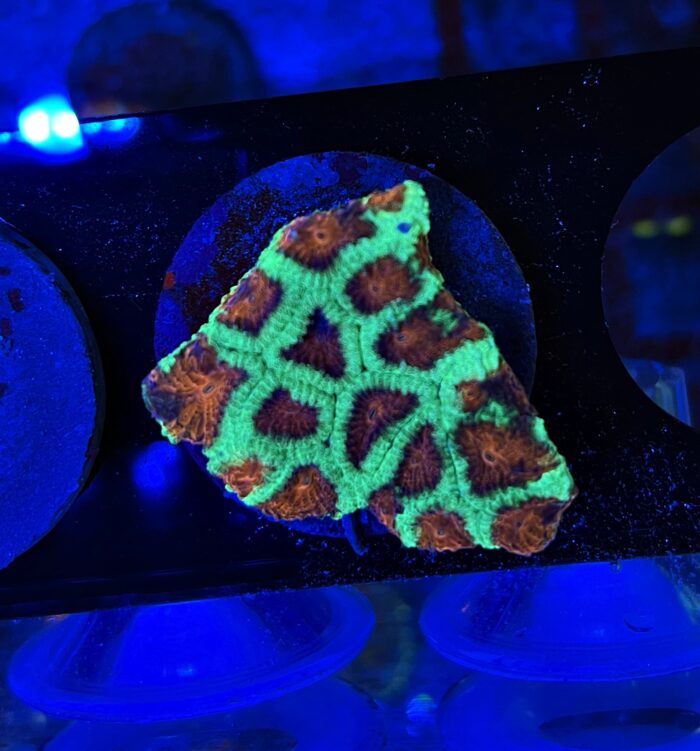 Favia Spp.