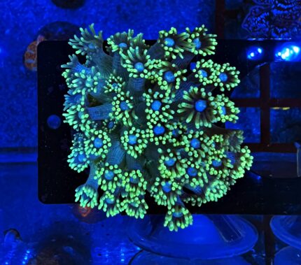 Goniopora Green/Blue