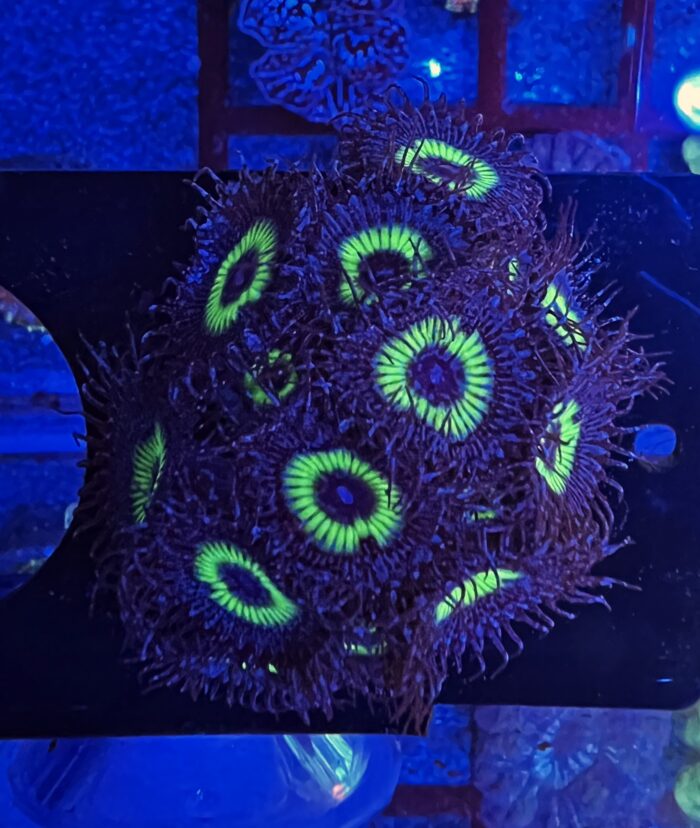 Zoanthus Mind Blowing